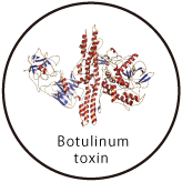 Botulinum Toxin